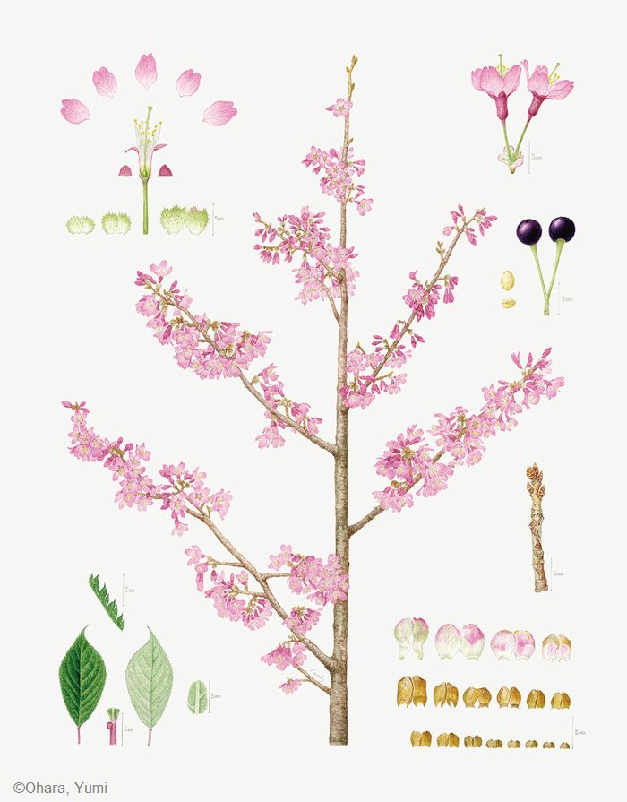 【大原裕美:オカメ( バラ科) Cerasus ‘Okame’】