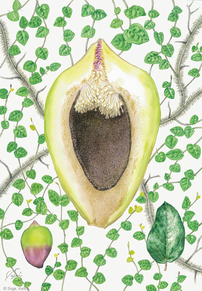 【曽我恵子:オオイタビの雄花嚢(クワ科) Ficus pumila (male hypanthium)】