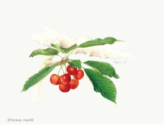 【田澤かおり:オウトウ ‘紅てまり’ ( バラ科) Cerasus avium ‘Beni-temari’】