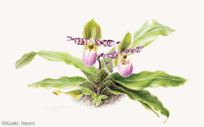 【木崎奈緒美：パフィオペディルム リーミアヌム （ラン科） Paphiopedilum liemianum】