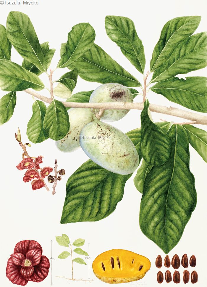【都﨑美代子：ポポー ‘ペンシルヴェニア ゴールデン’(バンレイシ科) Asimina triloba ‘Pennsylvania Golden’】