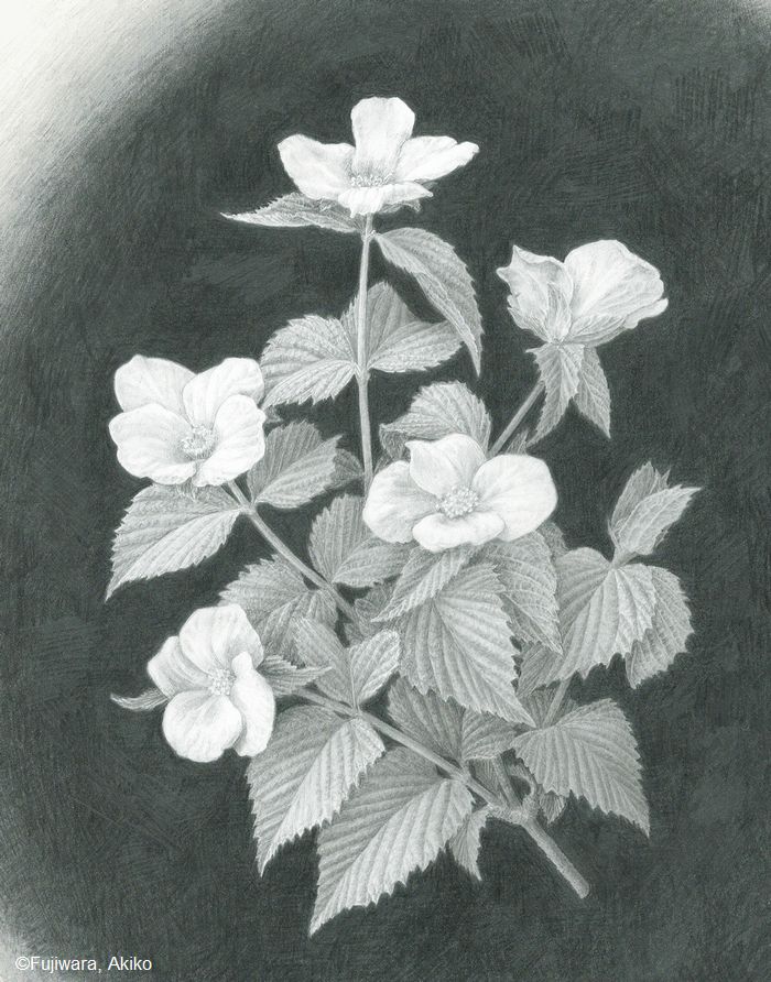 【藤原晶子:シロヤマブキ( バラ科) Rhodotypos scandens】