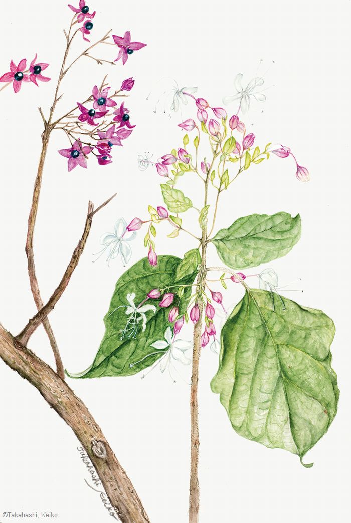 【高橋馨子:クサギ( シソ科) Clerodendrum trichotomum】