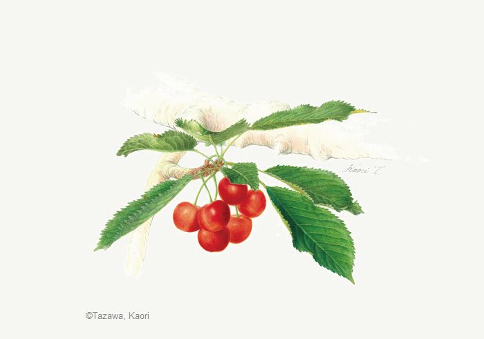 【田澤かおり:オウトウ ‘紅てまり’ ( バラ科) Cerasus avium ‘Beni-temari’】