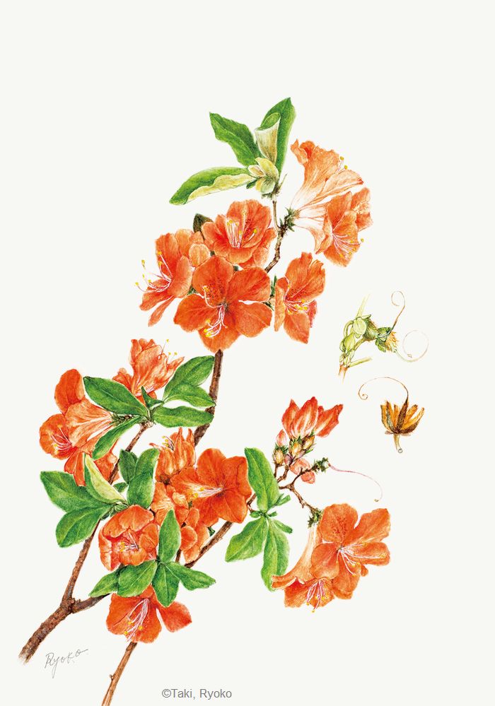 【瀧良子:ヤマツツジ (ツツジ科)Rhododendron kaempferi】