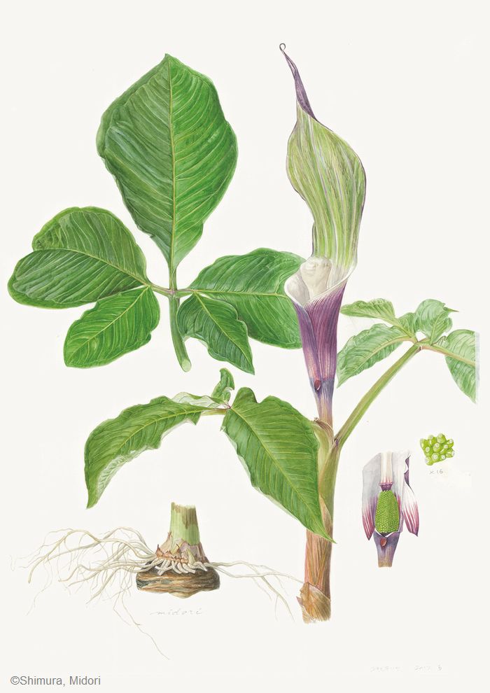 【志村みどり:ユキモチソウ ( サトイモ科) Arisaema sikokianum】