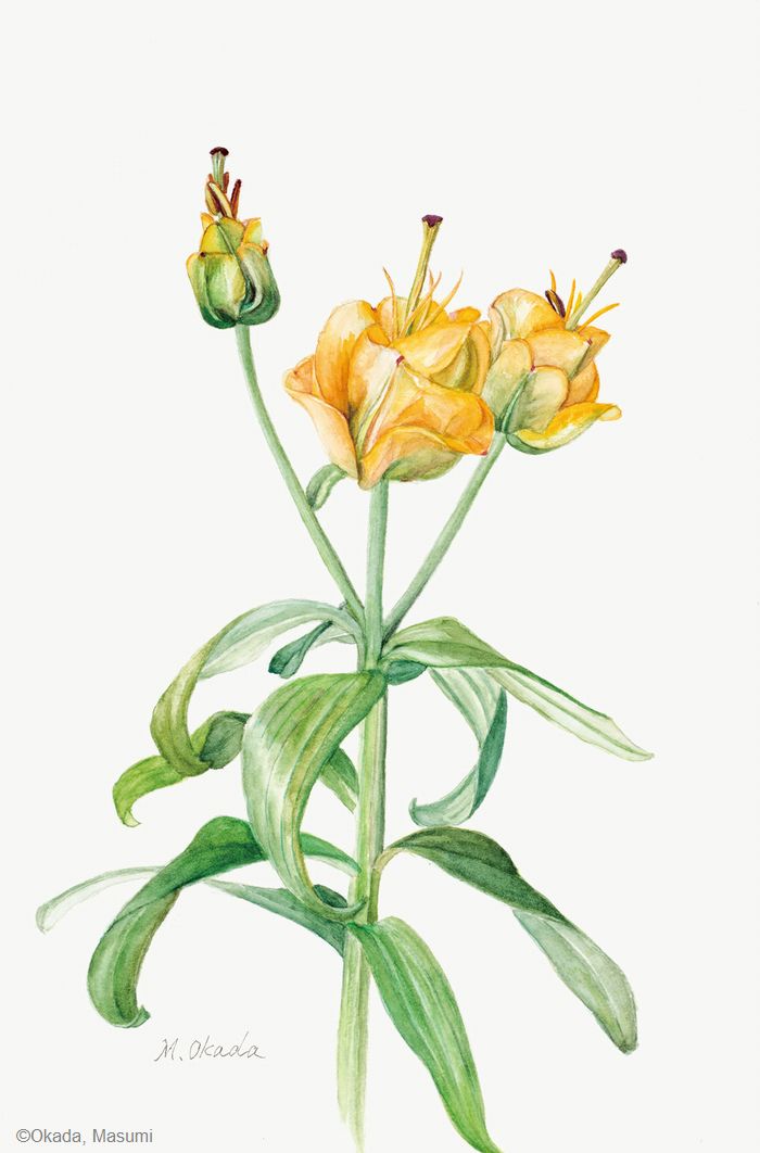 【岡田ますみ: ユリ ‘アプリコット ファッジ’ ( ユリ科) Lilium ‘Apricot Fudge’】