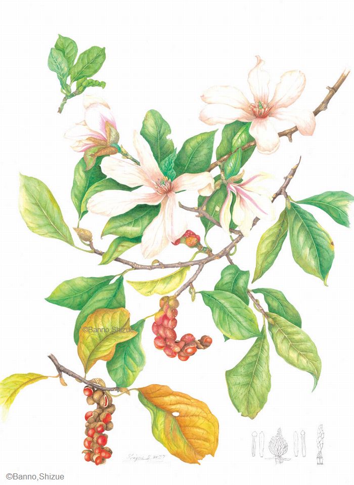 【伴野静江：コブシ（モクレン科） Magnolia kobus】