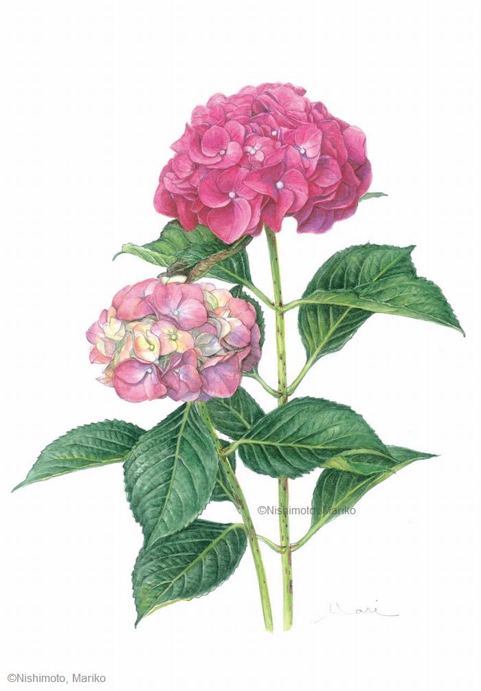 【西本眞理子：アジサイ‘ハイ メドウ ピンク’（アジサイ科）Hortensia macrophylla ‘Hi Meadow Pink’】