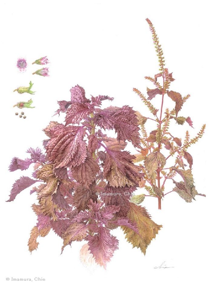 【今村千絵：チリメンジソ（シソ科） Perilla frutescens var. crispa f. crispa】