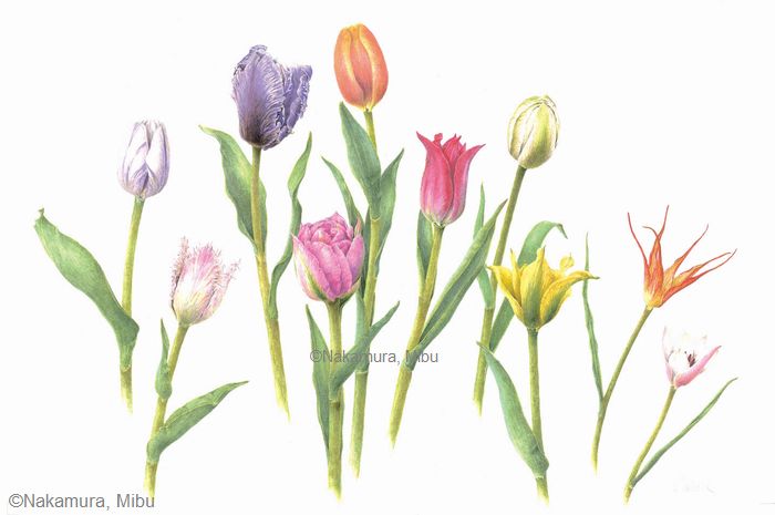 【中村美生：チューリップ（ユリ科） Tulipa cvs.】
