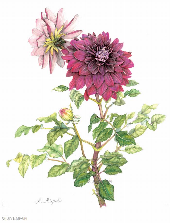 【久家三幸:ダーリア(栽培品種)(キク科) Dahlia cv.】