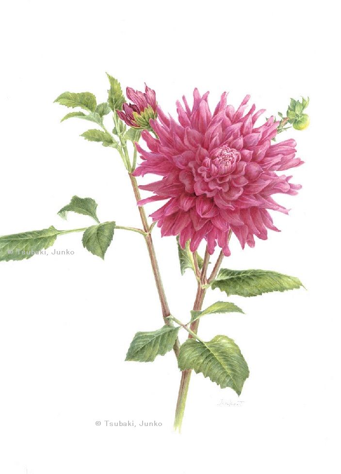 【椿順子:ダーリア(栽培品種)(キク科) Dahlia cv.】