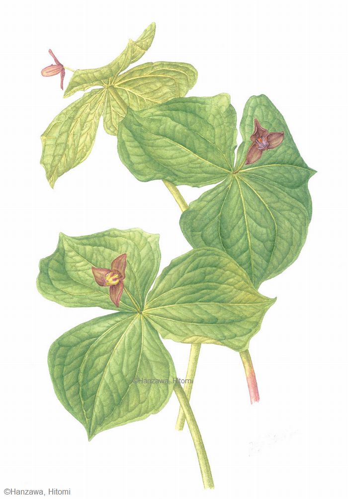 【半澤仁美:エンレイソウ(シュロソウ科) Trillium apetalon】