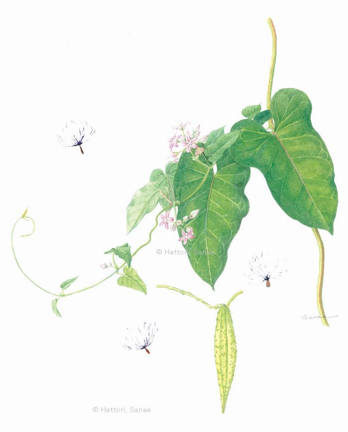 【服部早苗：ガガイモ（キョウチクトウ科）　Metaplexis japonica】