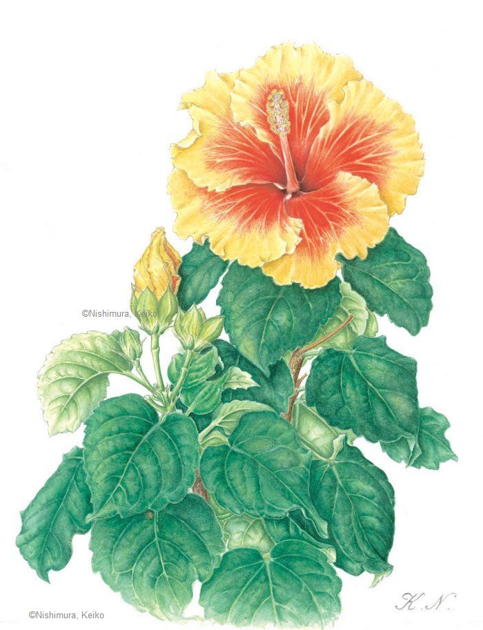 【西村啓子：ハイビスカス（アオイ科）　Hibiscus  cv.】
