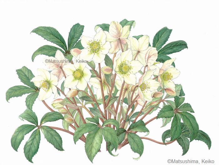 【松島恵子：ヘレボルス（キンポウゲ科） Helleborus】