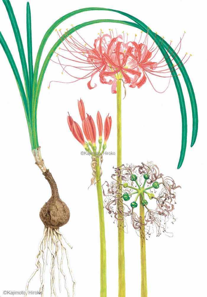 【梶本博子: ヒガンバナ(ヒガンバナ科) Lycoris radiata】