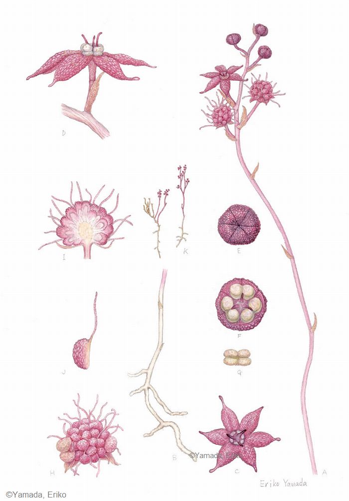 【山田栄利子：ホンゴウソウ（ホンゴウソウ科） Sciaphila nana】