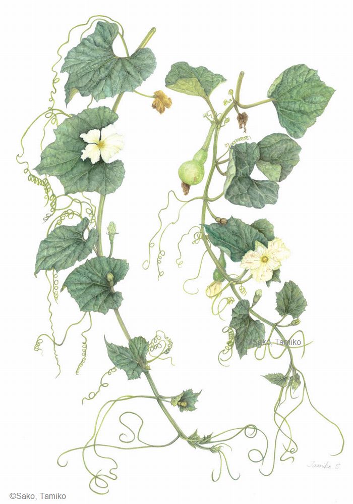 【左古民子: ヒョウタン(ウリ科) Lagenaria siceraria var. siceraria】