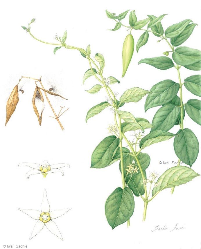 【岩井幸恵:イヨカズラ(キョウチクトウ科) Vincetoxicum japonicum】