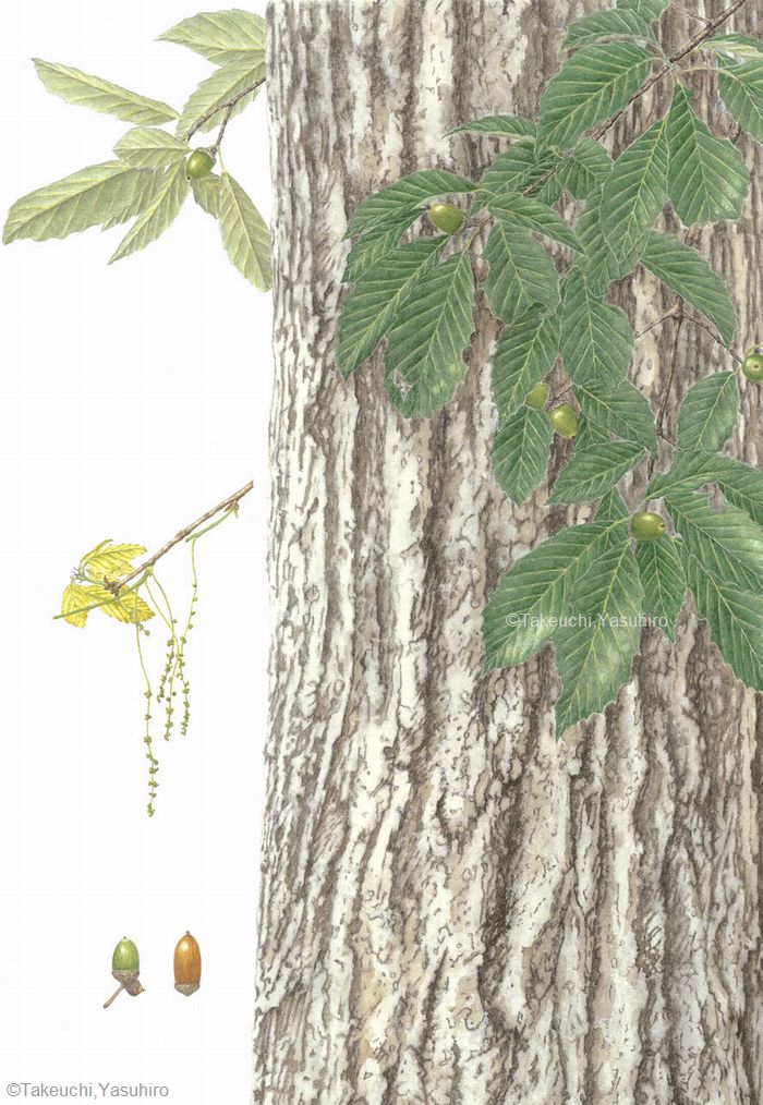 【竹内保博：コナラ（ブナ科）Quercus serrata】