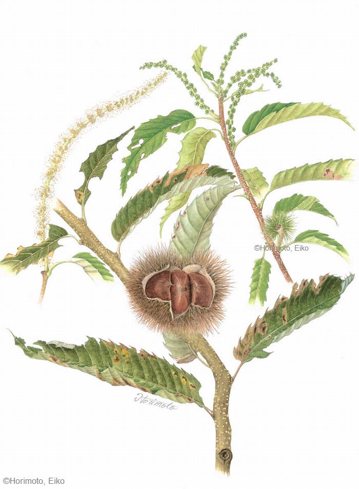 【堀本栄子：クリ（ブナ科） Castanea crenata】