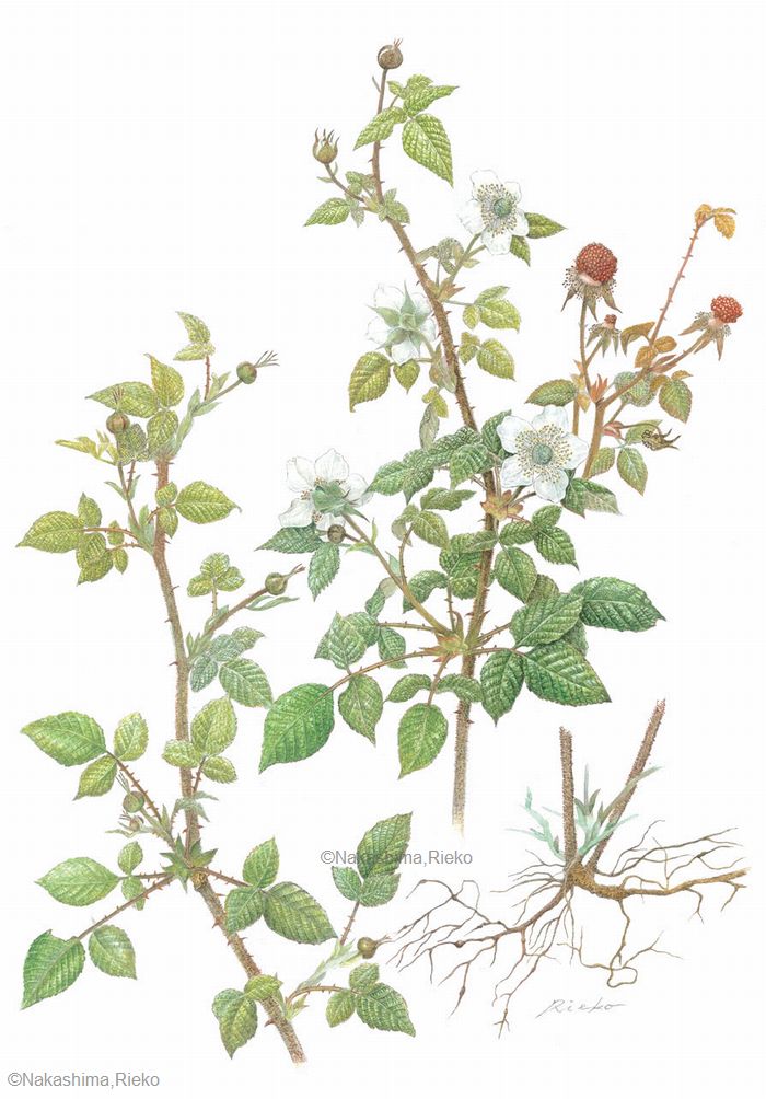 【中島リエ子:クサイチゴ(バラ科)Rubus hirsutus】