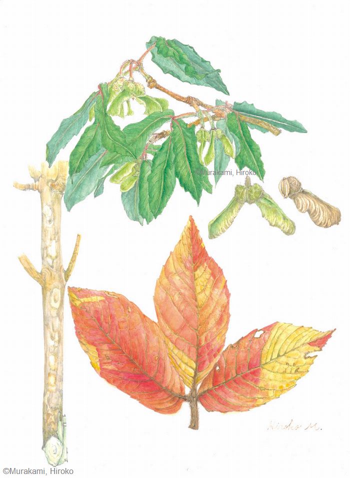 【村上裕子:メグスリノキ(ムクロジ科) Acer maximowiczianum】