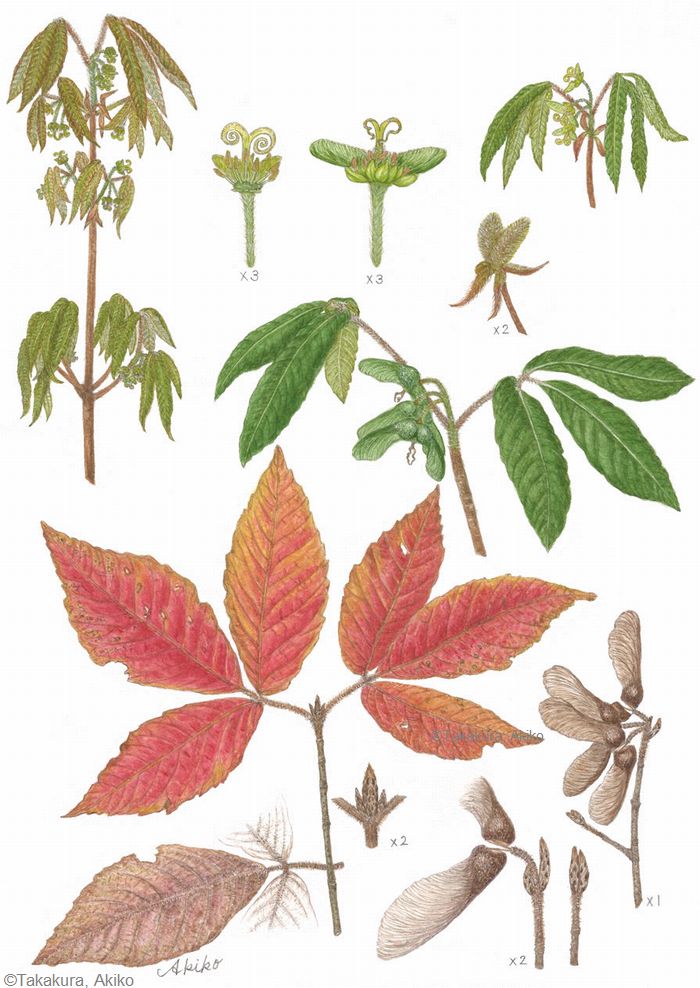 【高倉明子:メグスリノキ(ムクロジ科) Acer maximowiczianum】