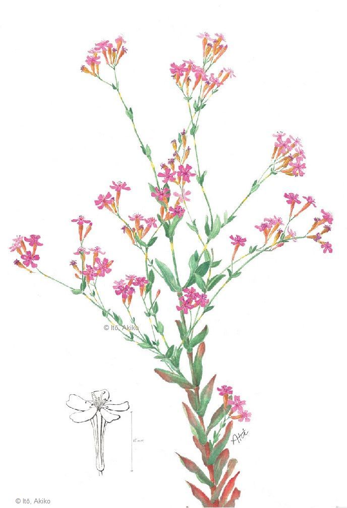 【伊東安希子：ムシトリナデシコ（ナデシコ科） 　Atocion armeria】
