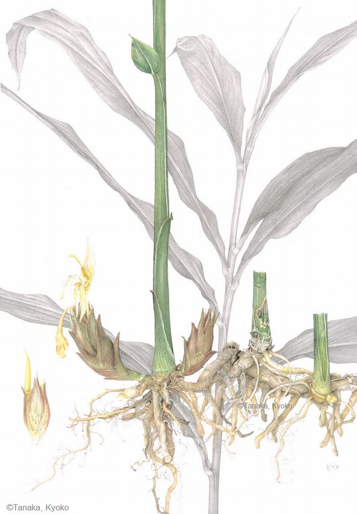 【田中京子：ミョウガ（ショウガ科）Zingiber mioga】