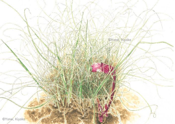 【米井清子:ナンバンギセル(ハマウツボ科) Aeginetia indica】