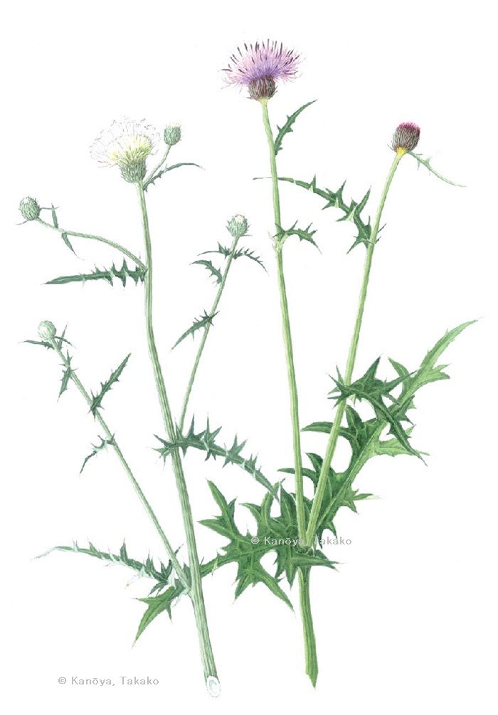 【叶屋多嘉子：ノアザミとシロバナノアザミ（キク科）Cirsium japonicum, C. japonicum f. leucanthum】
