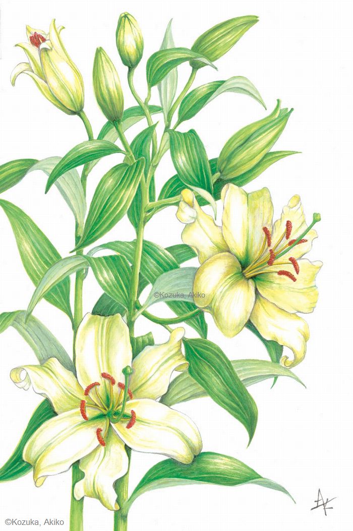 【小塚晶子:オリエンタルリリー(ユリ科) Lilium Oriental Group】