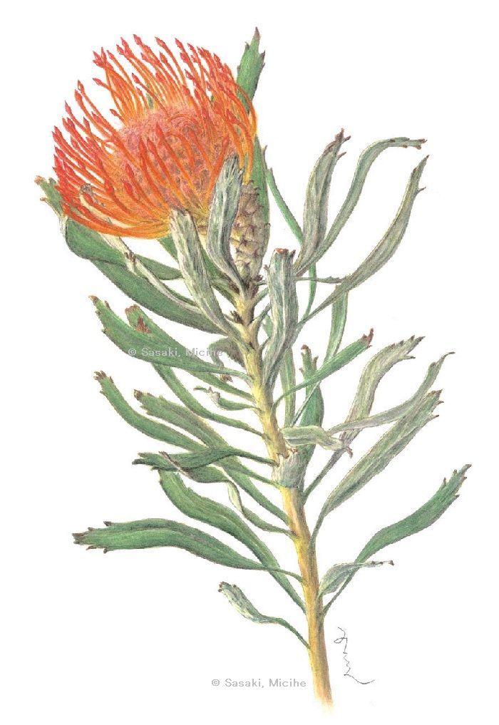 【佐々木通江：ピンクッション（ヤマモガシ科）　Leucospermum】
