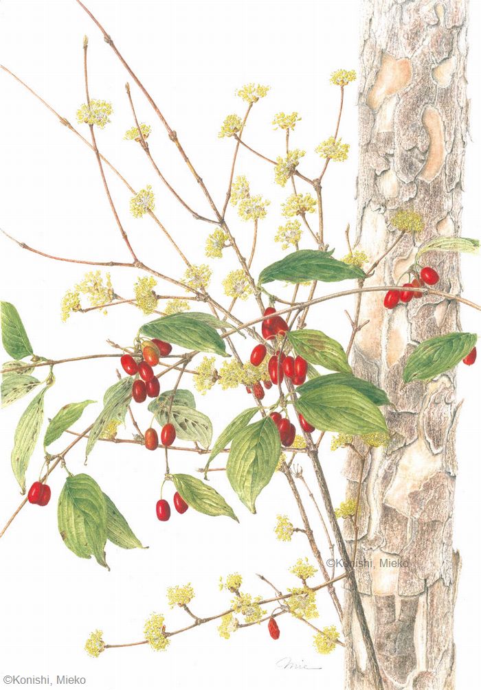 【小西美恵子：サンシュユ（ミズキ科） Cornus officinalis】