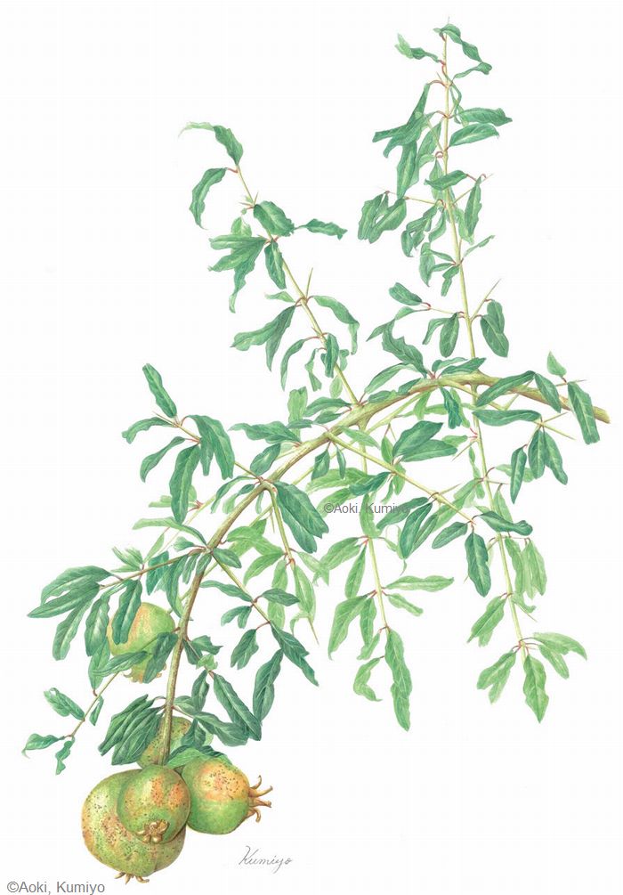 【青木久美代：ザクロ（ミソハギ科） Punica granatum】