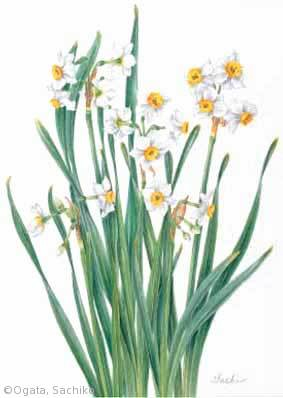 【尾形幸子：スイセン（ヒガンバナ科）Narcissus tazetta var. chinensis】