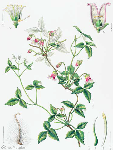 【小野正子:コウヤハンショウヅル(キンポウゲ科)Clematis obvallata var. obvallata】