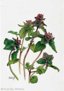 【吉田素子:ヒメオドリコソウ(シソ科)Lamium purpureum】