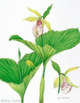【阿部由紀子:クマガイソウ(ラン科)Cypripedium japonicum】