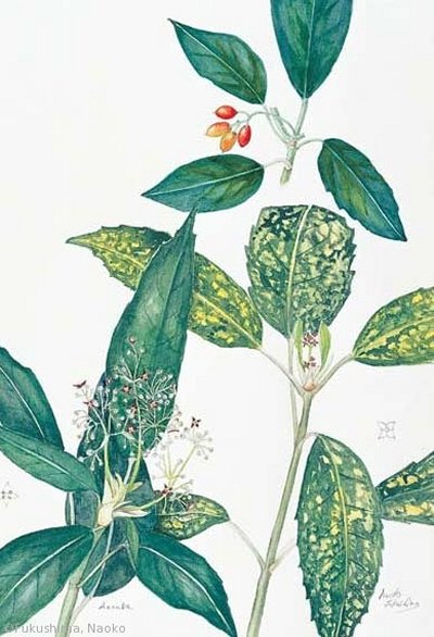 【福島南緒子:アオキ(斑入品は栽培品種)(ガリア科)Aucuba japonica】