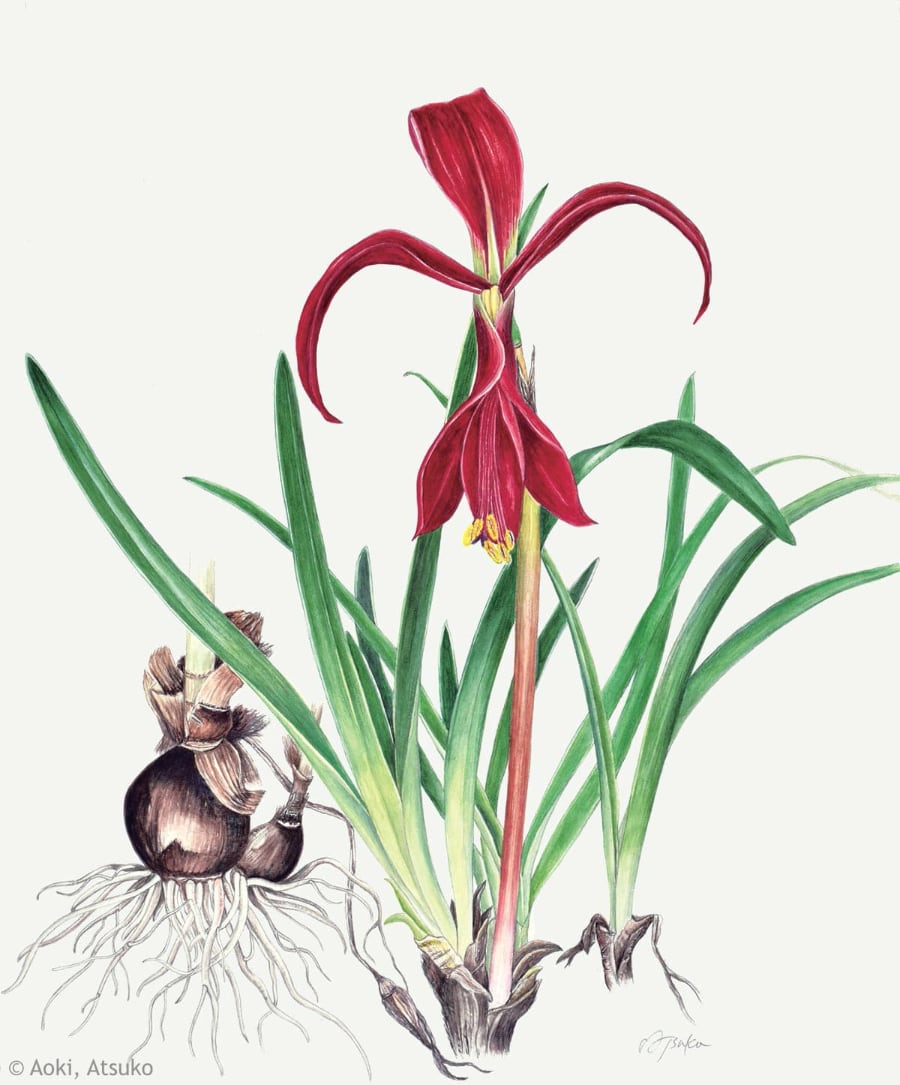 【青木厚子:ツバメズイセン(ヒガンバナ科) Sprekelia formosissima】