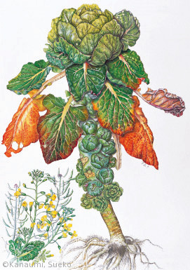 【金海すゑ子:メキャベツ(アブラナ科)Brassica oleracea L. Gemmifera Group】