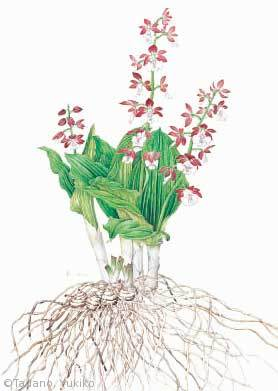 【多田野英子:エビネ(ラン科)Calanthe discolor】