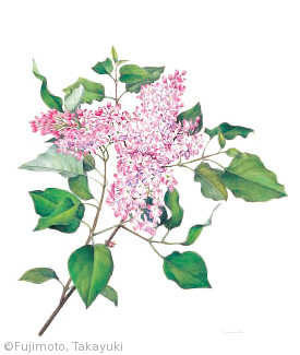 【藤本孝幸：ライラック（モクセイ科）Syringa vulgaris】