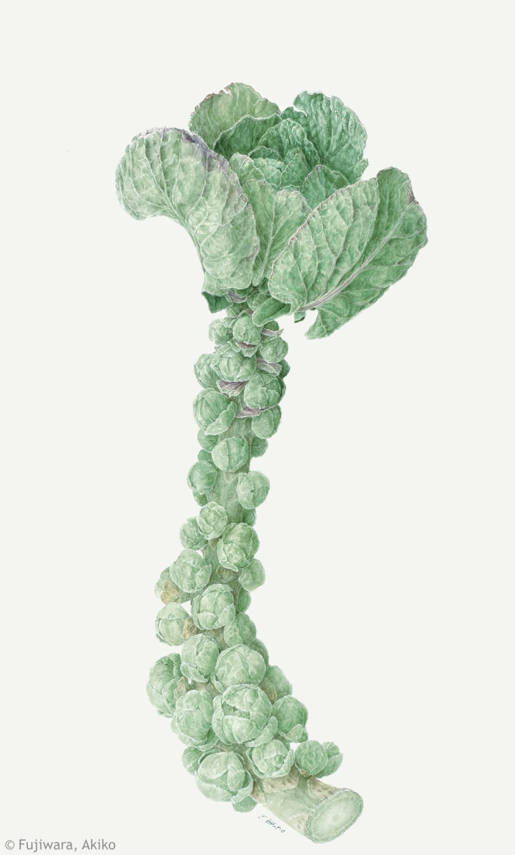 【藤原晶子：メキャベツ（ アブラナ科） Brassica oleracea (Gemmifera Group) cv.】