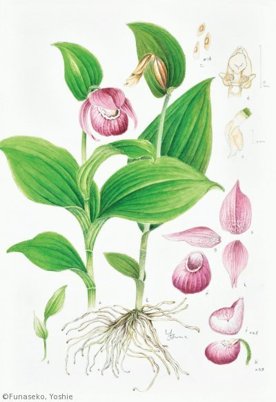 【船迫吉江:アツモリソウ( ラン科)Cypripedium macranthos】