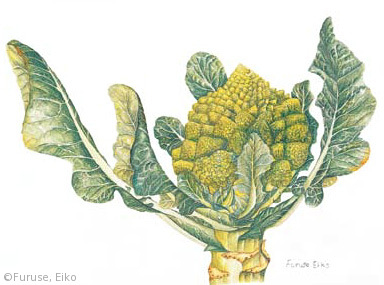 【古瀬栄子:カリフラワー ‘ロマネスコ’(アブラナ科)Brassica oleracea (Botrytis Group) ‘Romanesco’】